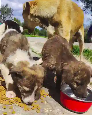 Eine Hundemutter mit Puppies beim fressen