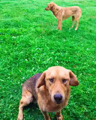 Strays sitting and standing on a field.