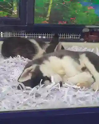 A similar view, two husky puppies in a glass cage. Only some paper inlay and water.