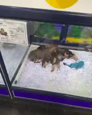 A few puppies for sale in small glass cages. No toys or anything to play with. The small ones are suspiciously quiet despite the boredomness.