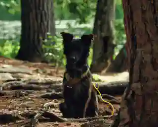 Nelly sitting in the woods. Tired but happy.