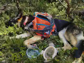 Momo im Gras liegend mit ihrem Rucksack. Vor ihr ihr Wassernapf.