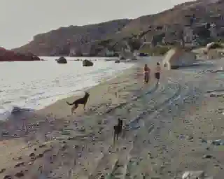 Strandabschnitt mit Sand. Jo und Georg laufen über den Sand, Momo und Nelly kommen hinterher. 