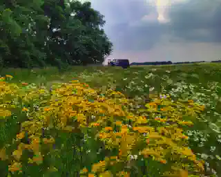 A large flower meadow with yellow and white flowers, with the T4 standing in