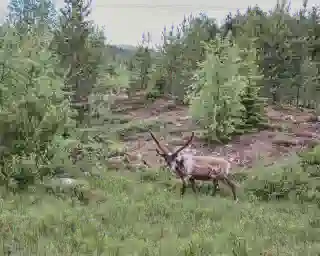 The first sighting of a reindeer in the forest.