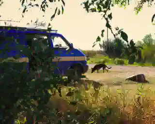 Our blue bus under trees. In front of the bus stands Momo, our German Shepherd