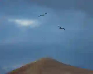 Two seagulls flying over the sand dune