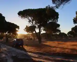 Pine trees and sandy ground. Our campsite just before Lisbon