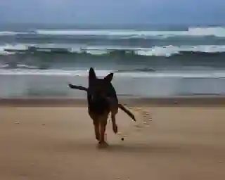 Momo on the beach in Nazare. In the background, the sea with high waves