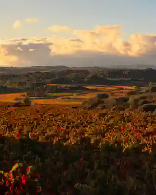 Grapevines framed by some trees in the evening light