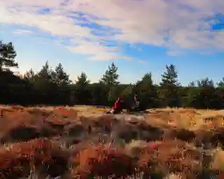 In the background, you can see green fir trees, in front, red heather where Jo, Georg, and Momo sit