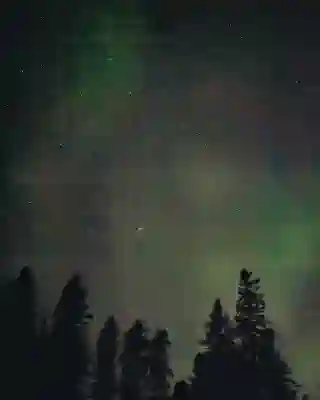 Starry sky and dark pine trees with the Northern Lights.