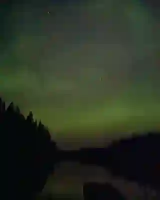 Starry sky and dark pine trees with the Northern Lights.