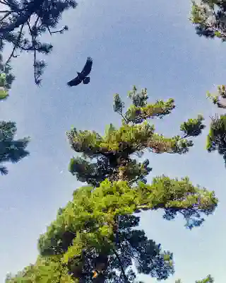 Treetops and one of the eagles in flight from below.