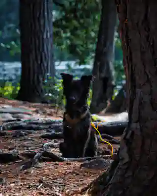 Nelly in her yellow harness, among the trees while camping.