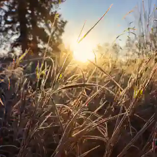 The first frost.