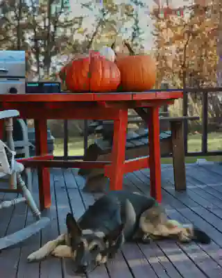 Momo on our veranda in the sun. Behind her, you can see the table with pumpkins.