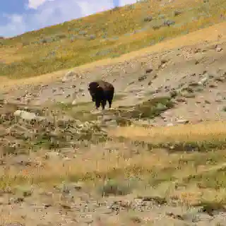 Ein Bison in der Prärie, wir sind dankbar so viele Tiere gesheen zu haben