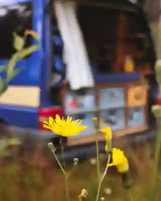 A yellow flower in the foreground. Our van can be seen in the background