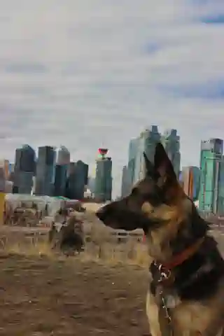 View of Calgary from Scotsman Hill with Momo in the foreground