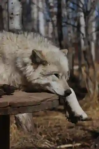 Wolfdog sleeping.