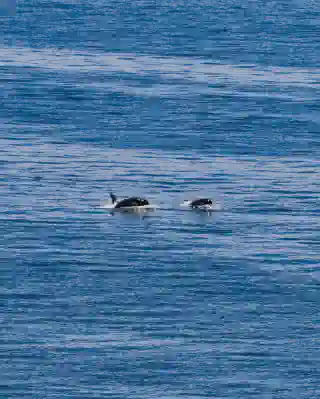 Two of the orcas from the J-Pod of the San Juan Islands.