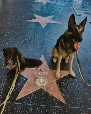 Momo und Nelly auf dem Walk of Fame am Stern von Lassie.